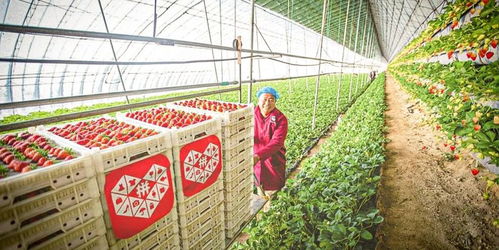 拼多多投资农业本质是在投资黏性 农产品零售